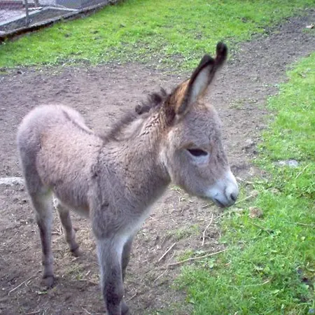 Confortable Pres De Gerardmer Avec Cheminee Et Animaux Bienvenus - Fr-1-589-195 Vakantiehuis Rochesson