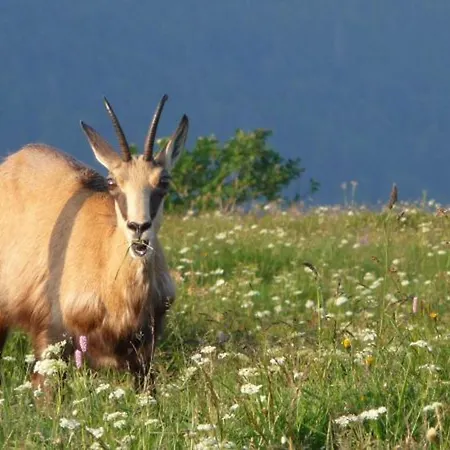 Confortable Pres De Gerardmer Avec Cheminee Et Animaux Bienvenus - Fr-1-589-195 Casa de Férias