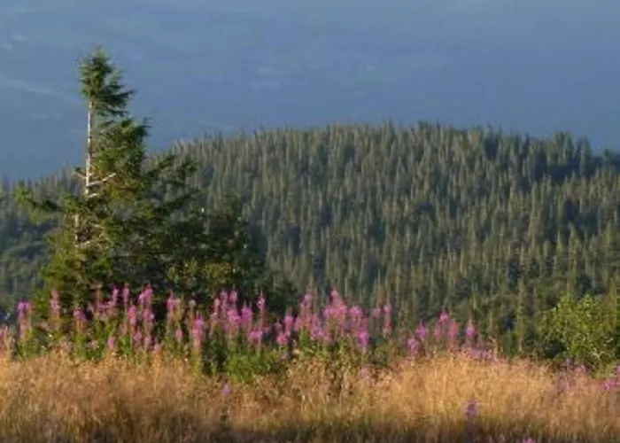 Confortable Pres De Gerardmer Avec Cheminee Et Animaux Bienvenus - Fr-1-589-195 Prázdninový dům Rochesson