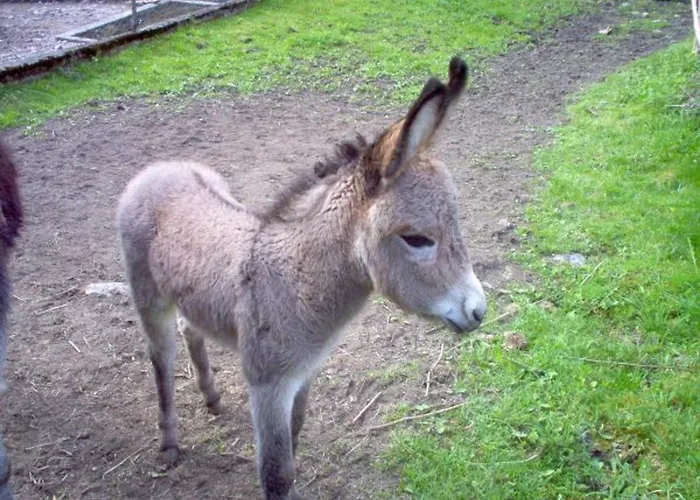 Confortable Pres De Gerardmer Avec Cheminee Et Animaux Bienvenus - Fr-1-589-195 Prázdninový dům Rochesson